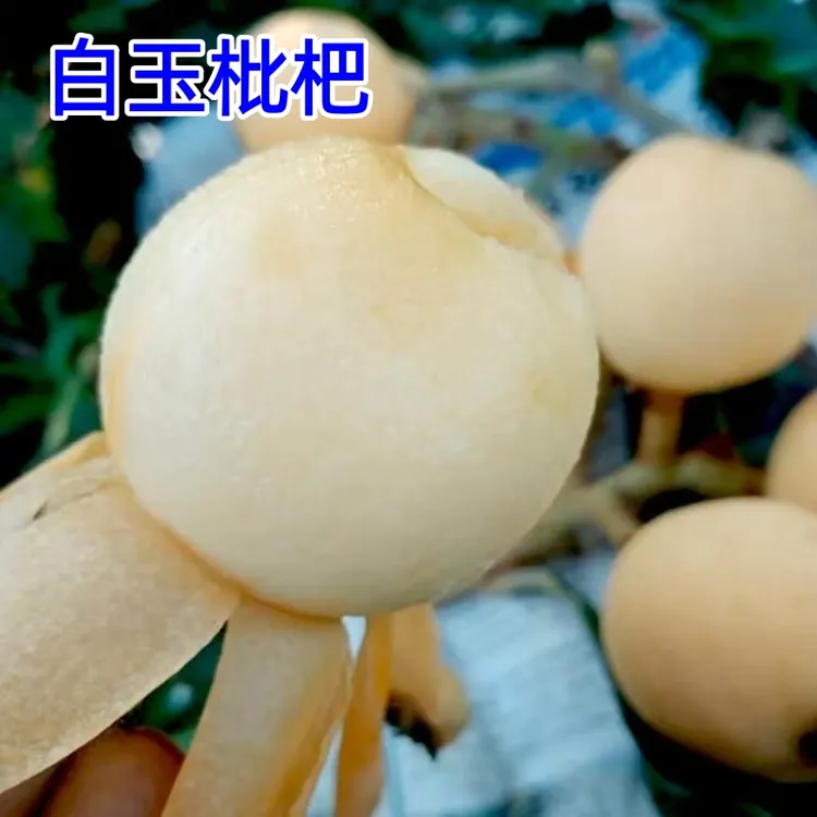 嫁接白玉枇杷果树苗南北方庭院种植枇杷树苗盆栽地栽耐寒枇杷树苗