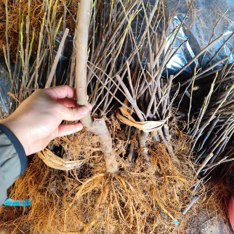 芭劳奈青皮斯特拉无花果裸根苗特大号