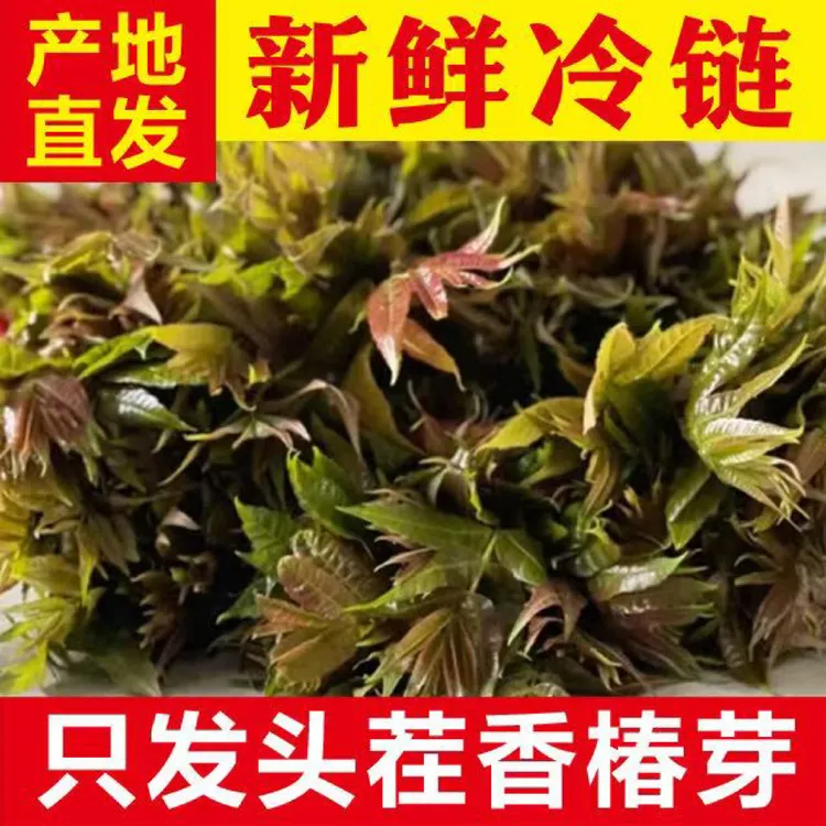 【精美托盘装】2025年头茬香椿芽菜绿色当季新鲜大棚香椿芽现摘现发