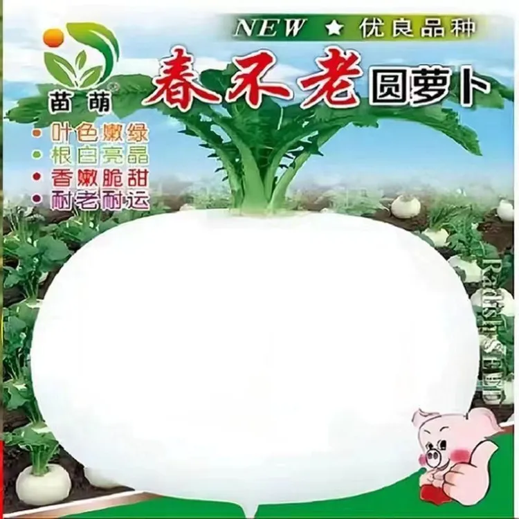 特大春不老萝卜种子大圆白萝卜种籽秋季高产抗病超甜水果萝卜蔬菜
