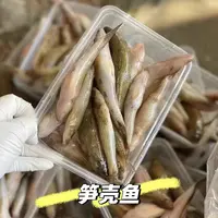 野生狗母鱼 九母鱼 笋壳鱼 很稀有 潮汕经典野生鱼 椒盐打汤