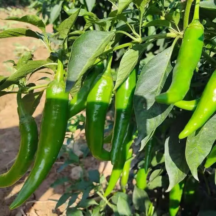 农家自种新鲜现摘牛角椒羊角椒香辣多汁皮薄肉厚