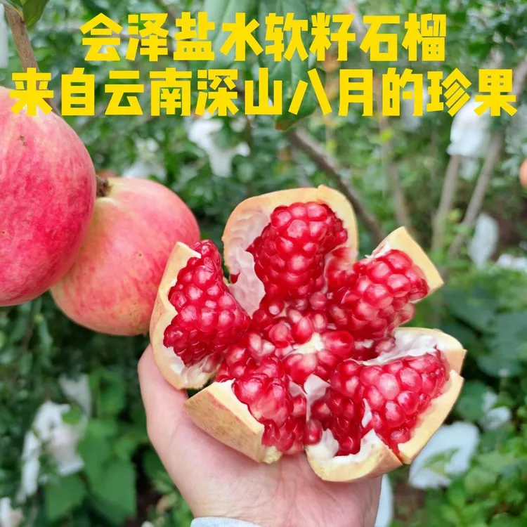 会泽软籽石榴新鲜采摘爆甜多汁当季水果籽软可食老少皆宜大果