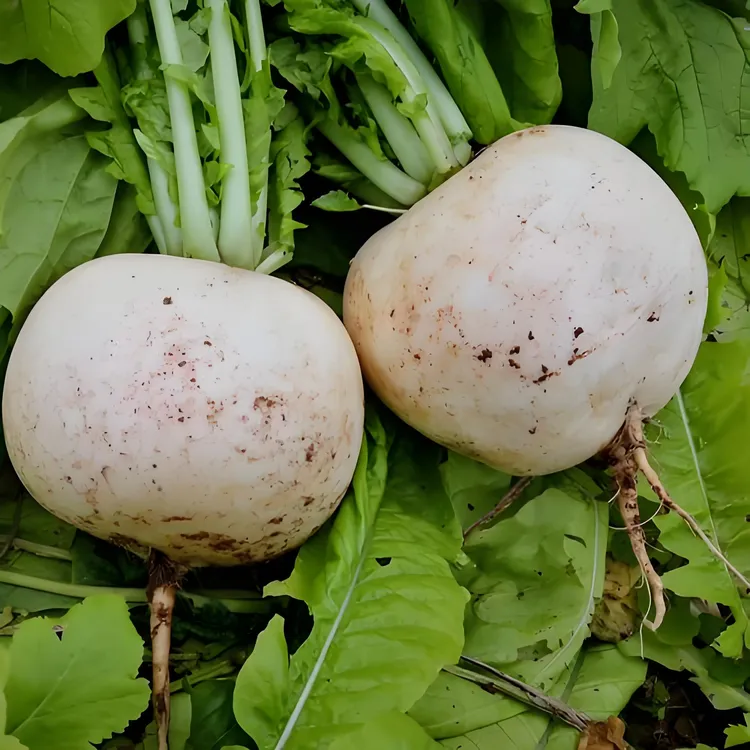 重庆涪陵高山农家圆白萝卜汁多脆嫩清甜新鲜蔬菜好吃孕妇餐绿色