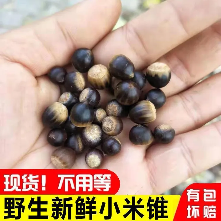 野生小锥栗米锥子板栗勾圆子新鲜毛栗子刺锥带壳板栗山货坚果包邮