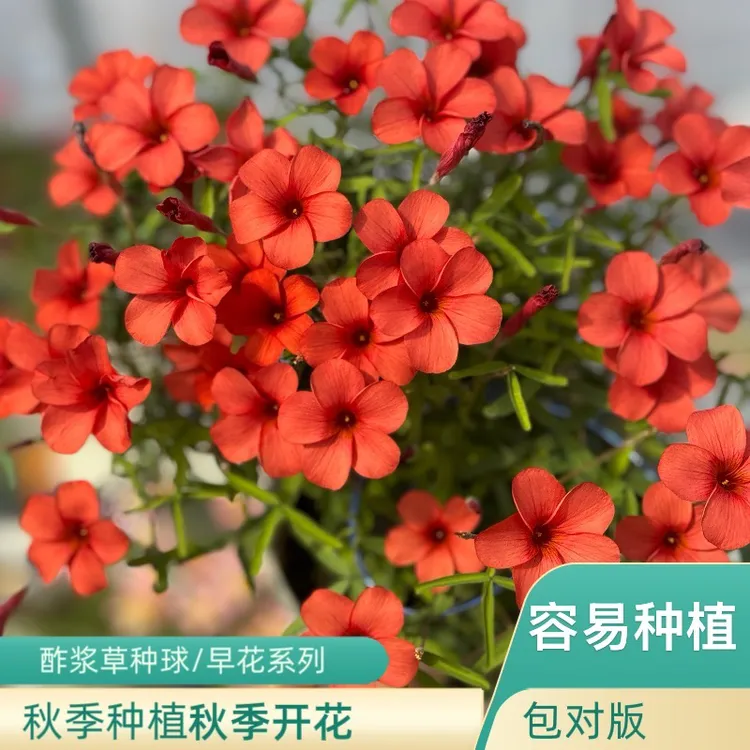 上上花田 酢浆草种球【早花系列】红丝绸酢浆草薯红圆金星秋植秋花