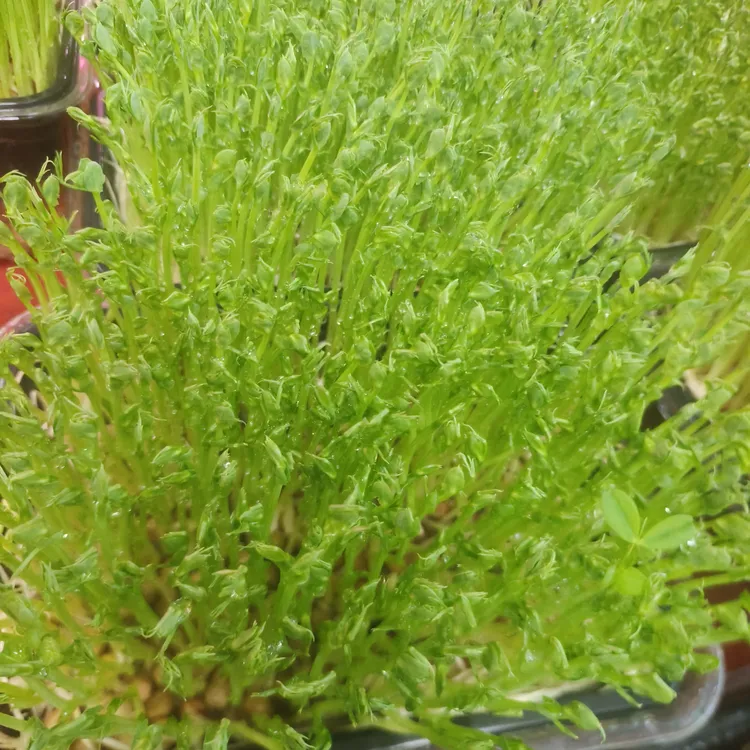 水培 蔬菜 豌豆苗芽苗菜