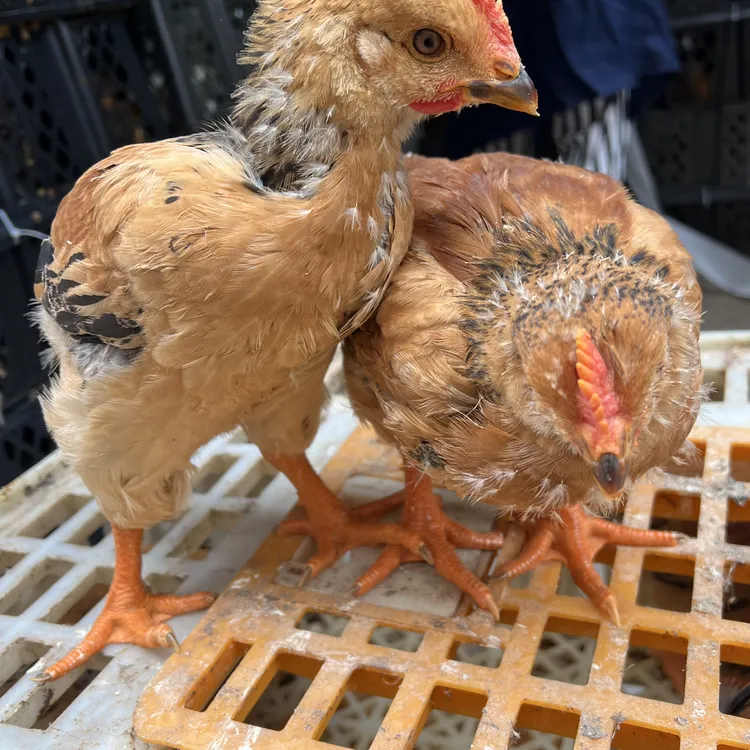 云南高山散养宠物鸡九斤红大阉鸡现抓包邮