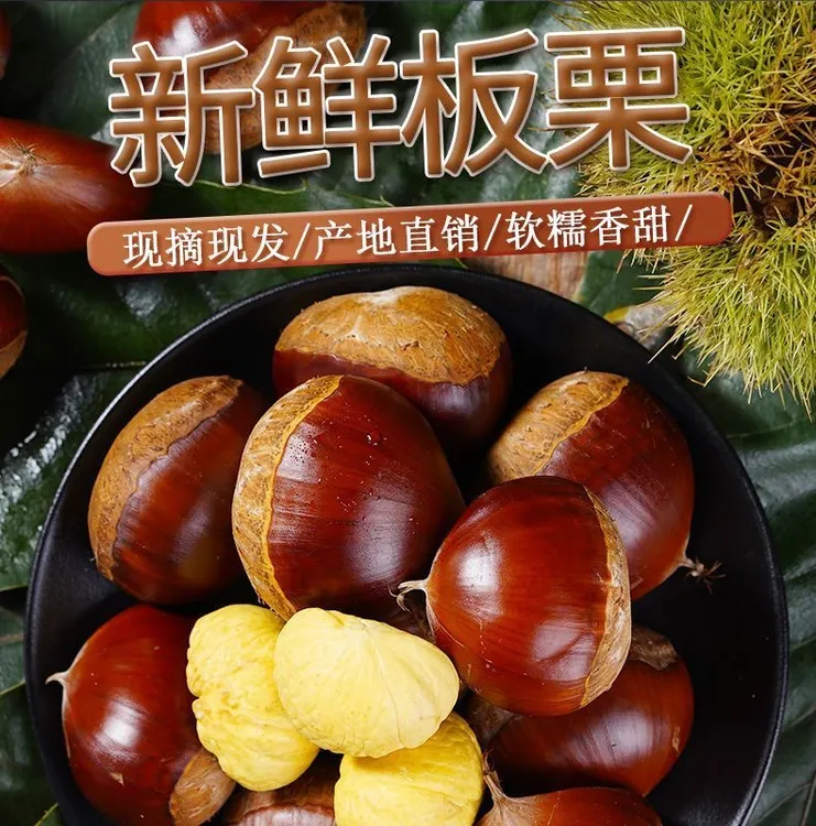贵州毕节赫章本地高山农家新鲜现摘老树板栗（送开口器）