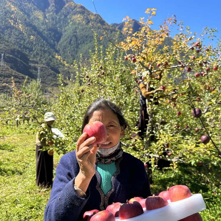 林芝老味道晚熟糖心苹果无农残