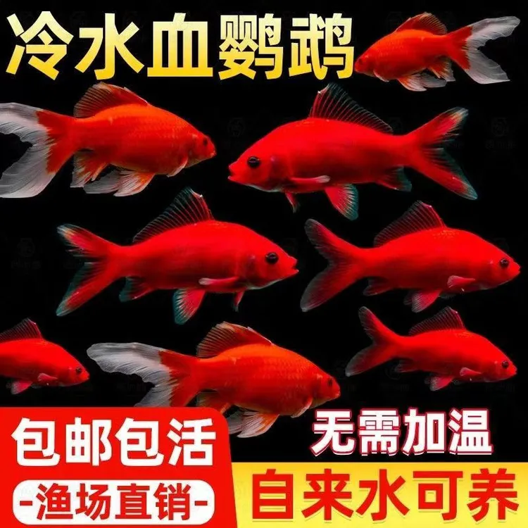 血红冷水鹦鹉观赏鱼好养耐活淡水招财黑眼纯种红鱼鱼观赏鱼