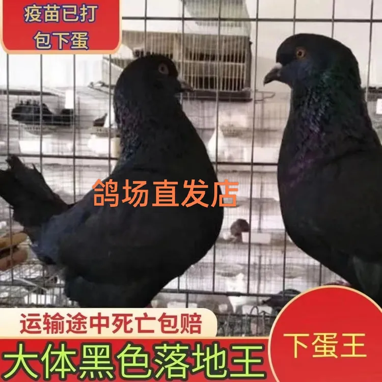 活物一对特大型落地王鸽元宝纯种鸽子种鸽正宗大体肉鸽信鸽观赏鸽