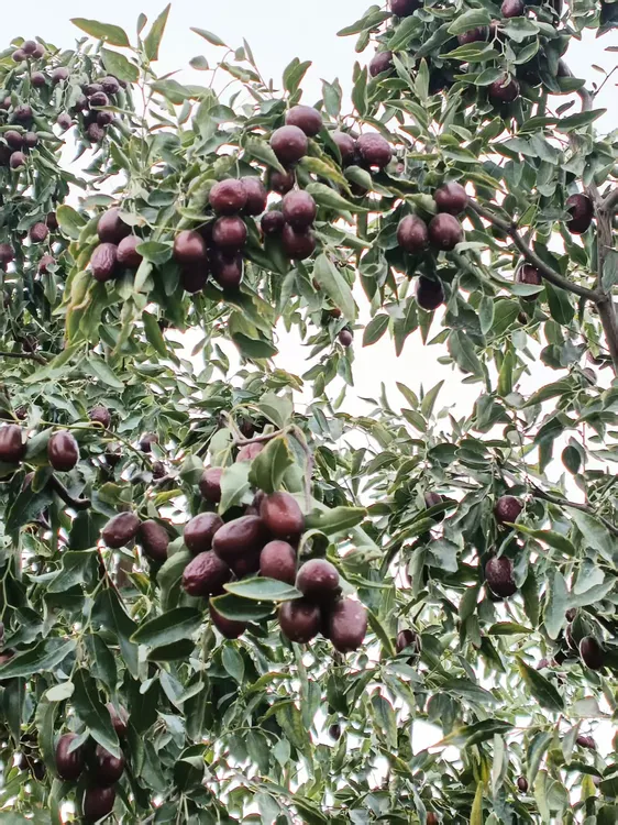 新疆直发原生态若羌3公斤灰枣原汁原味核小肉厚