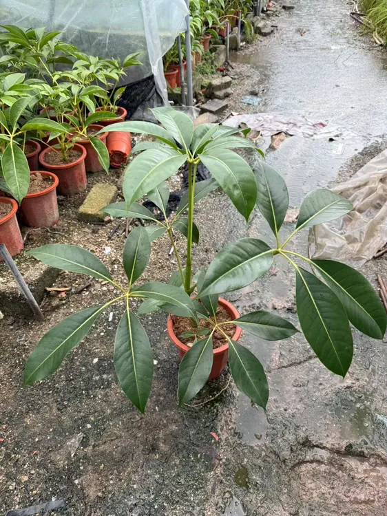 保罗美登木小苗可用于种植原土原盆盆破不包【植物图片仅供参考】