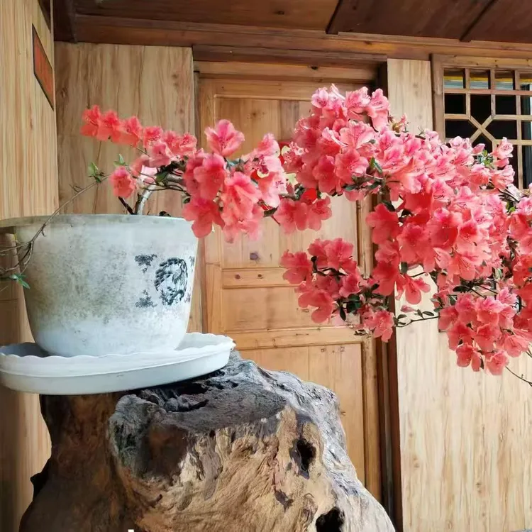 原生苗映山红先开花后叶品种