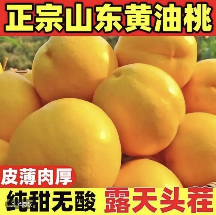 山东蒙阴黄菊油油桃头茬新鲜现摘脆甜多汁