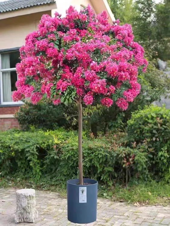 紫薇花树苗庭院花卉室外耐热寒红火箭天鹅绒紫薇花广东小叶紫薇树