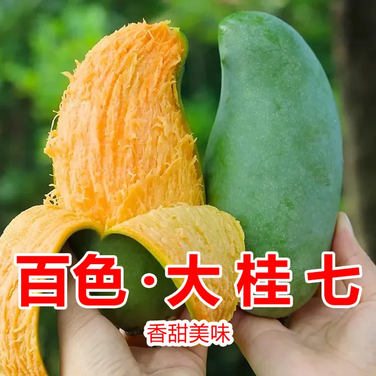 【汇鲜果园专属】广西百色桂七芒果9.5斤当季水果新鲜大果礼盒装