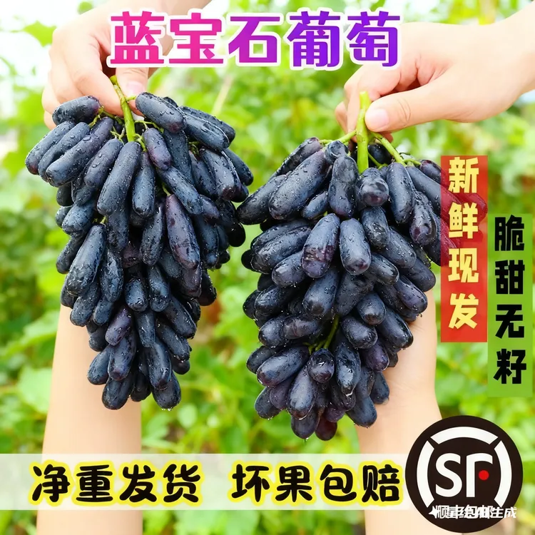 精品新鲜蓝宝石无核金手指提子美人指无籽水果大凉山无籽葡萄