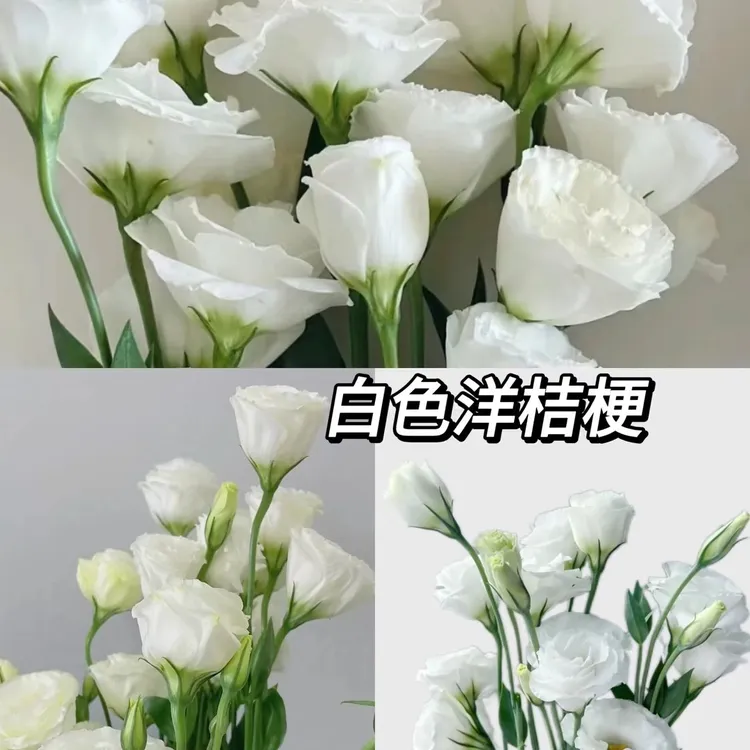 云南洋桔梗鲜花基地直发室内水养客厅插花礼物花束