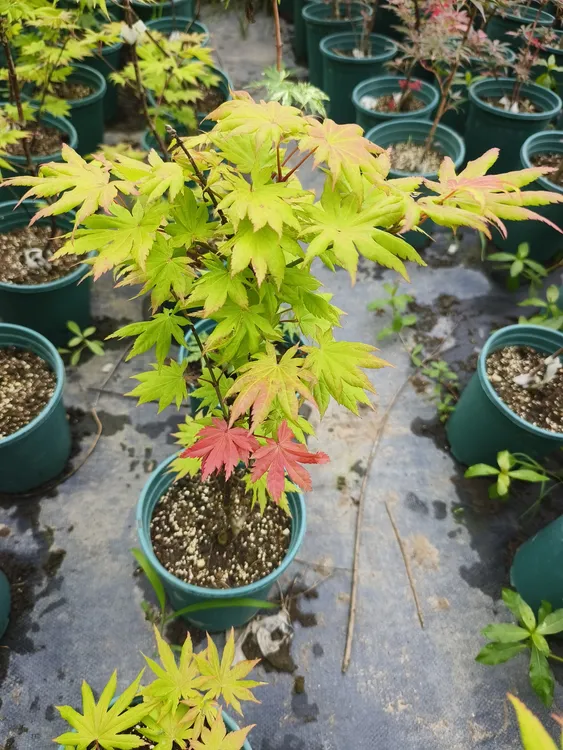 红枫新品种，月升秋月羽毛枫夏金约旦等有品种要求需备注否则随机