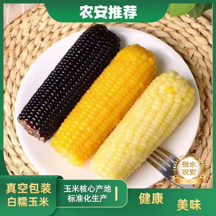 【甘肃出品】精选黏糯黄玉米25年新茬代餐甜糯粘玉米棒