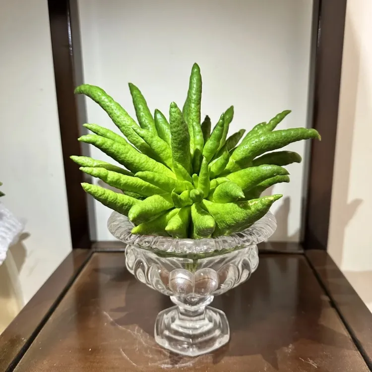 川馥四川原产佛手柑佛手果新鲜采摘现摘现发精品果实闻香清供观赏