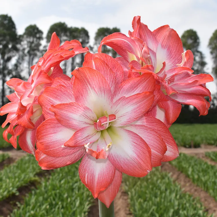 秘鲁进口朱顶红开花球，蒂卡梦幻，梦露，芙蓉王，单瓣重瓣多个品种