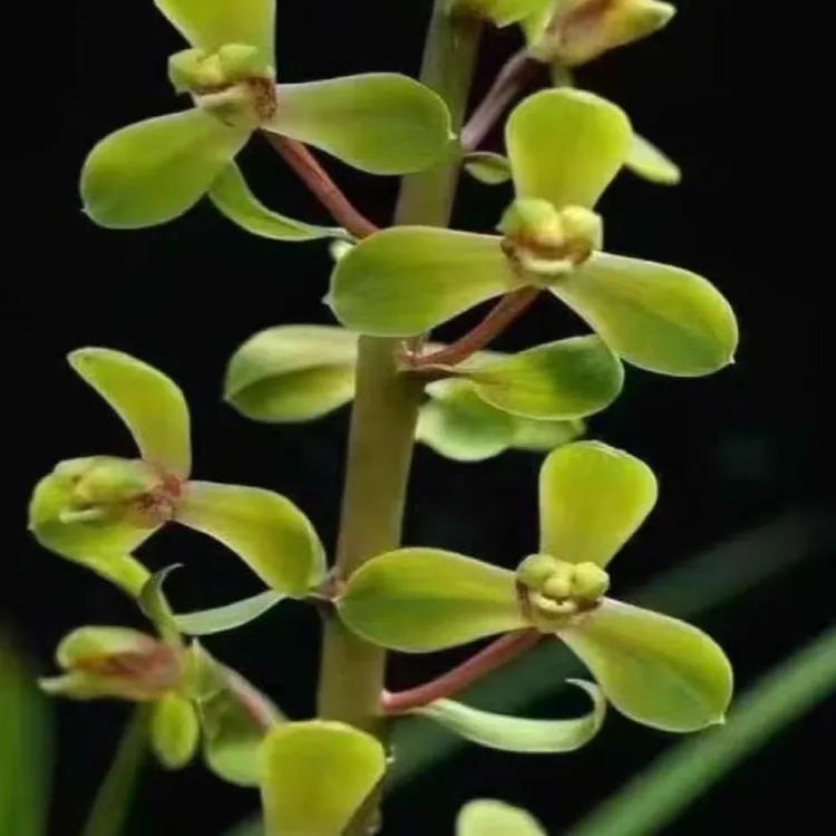 蕙兰赤蕙之首【程梅】花期初春 老八种之一 优选壮苗茶空间茶室