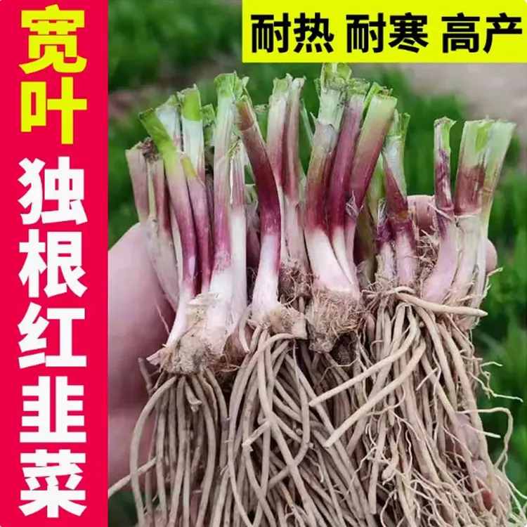 【老品种】韭菜根苗大叶宽叶农家韭菜根现挖阳台盆栽