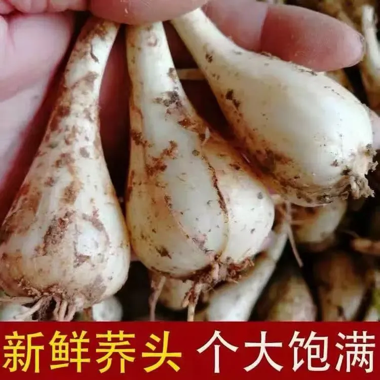 现挖现发新鲜带叶带根须藠头荞头时令茭头蔬菜当季叫头教头