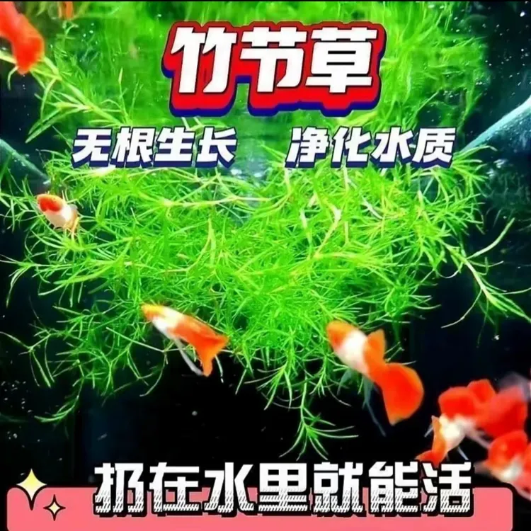 粉丝专属印度竹节草阴性水草好养耐活懒人水草新手养鱼鱼缸造景