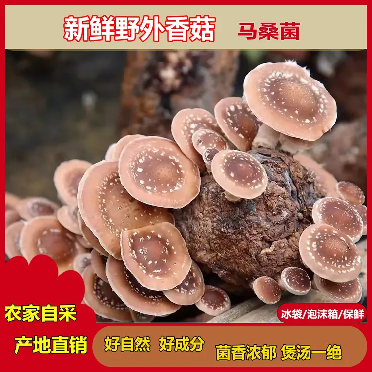 贵州新鲜野生香菇高原深山香蕈新鲜现摘小香菇菌马桑菌