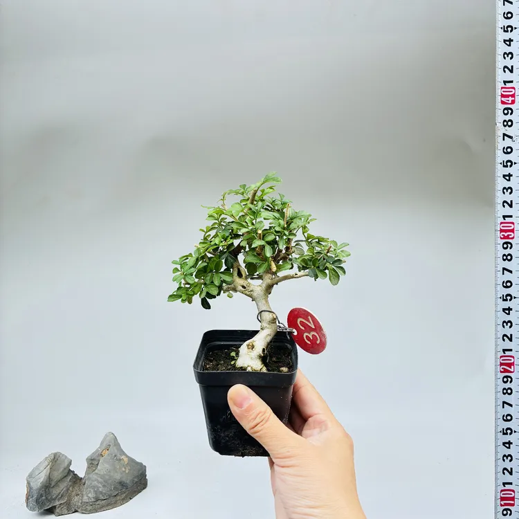 对节白蜡小盆景掌中宝盆绿植物熟桩微型练手素材阳台盆栽一物一拍