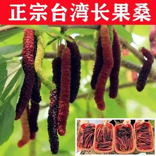 台湾长果桑葚苗南北方种植盆栽地栽四季种植原盆原土带果优质嫁接