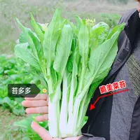 【满五包包邮】白菜苔菜种籽四季广东菜心白菜苔栽培优选播种