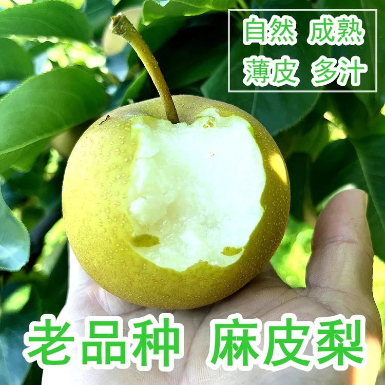 新鲜梨子应季水果 黄花梨 圆黄梨皮薄多汁无渣脆甜可口原产地发货