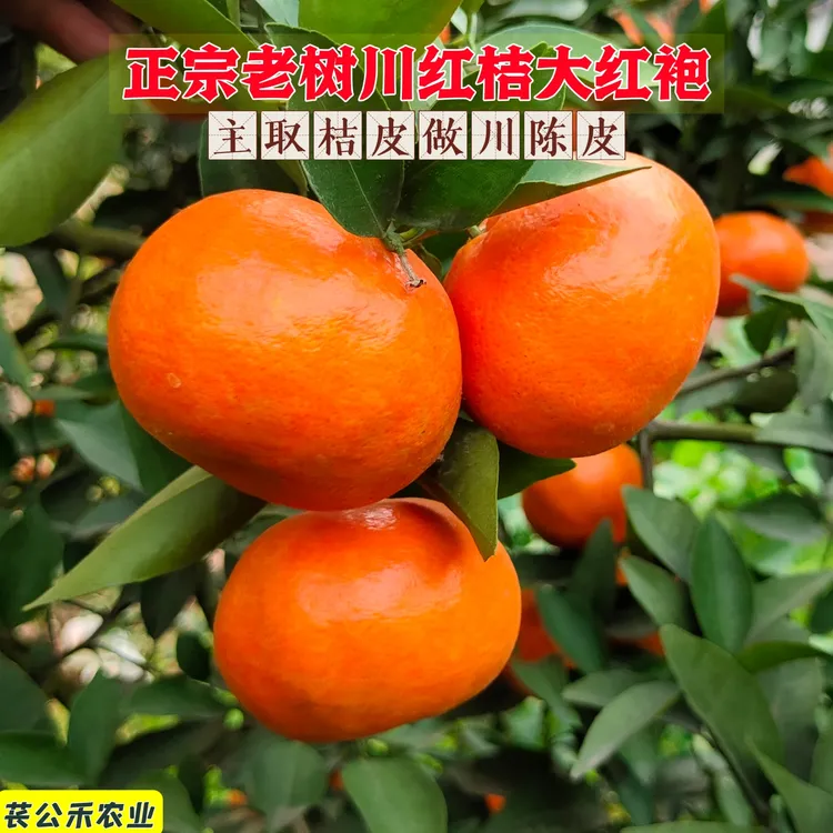 苌公禾【郡家】正宗川红桔大红袍老树红橘高品质川陈皮原料四川红橘