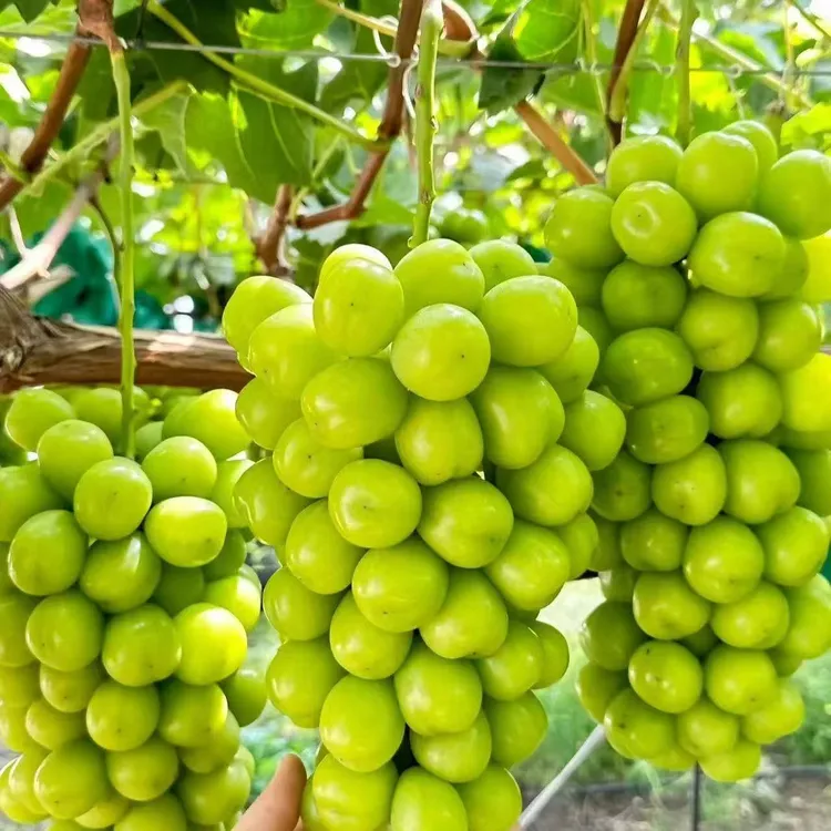 【顺丰京东包邮】阳光玫瑰葡萄新鲜多汁玫瑰香甜整串发货一箱3串7斤