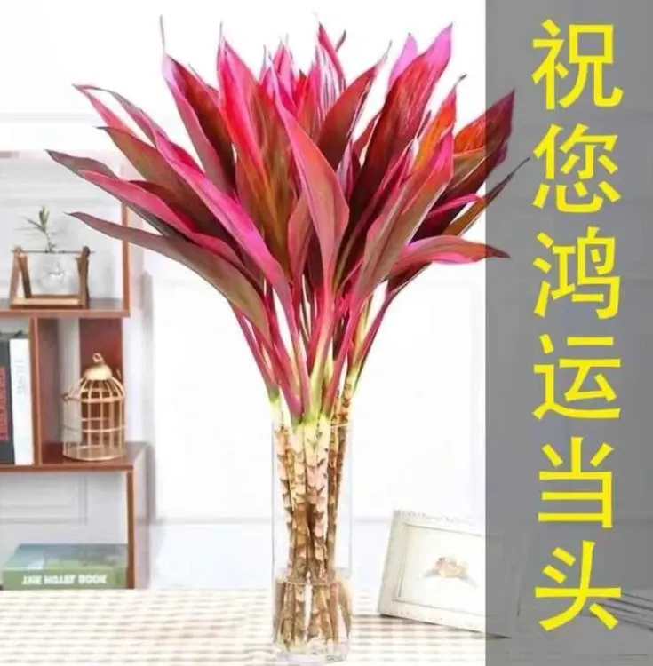 【鸿运一生】鸿运紫竹朱蕉富贵竹可水养土培室内外绿植净化空气