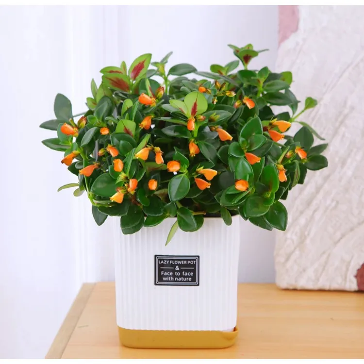 ZK金鱼吊兰花卉盆栽办公室净化空气植物亲嘴鱼阳台绿植物室内好养