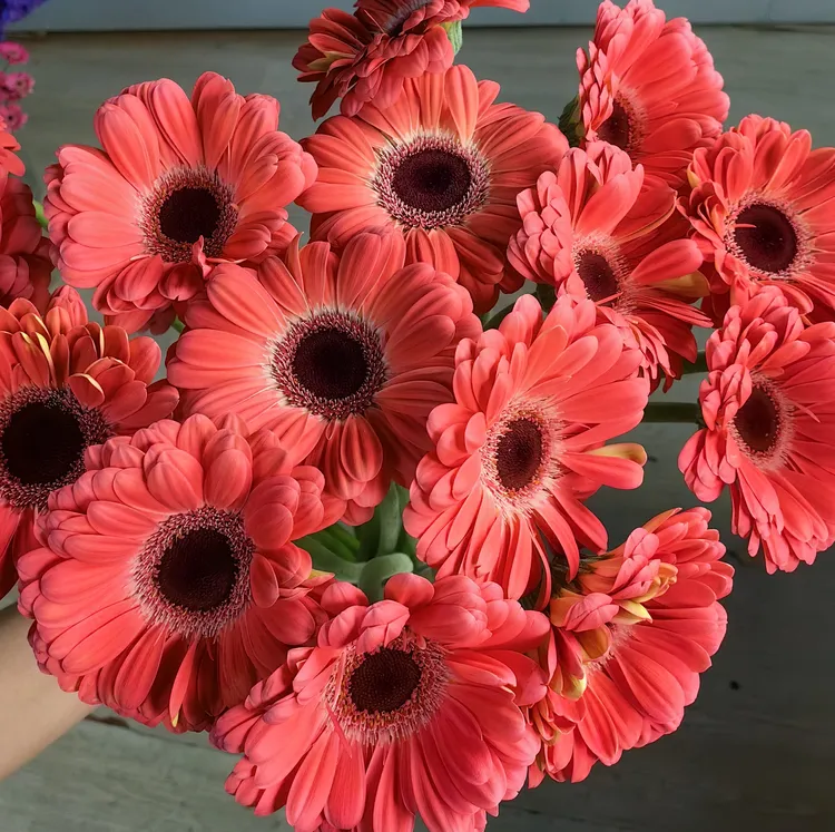 【暖阳非洲菊】高品质全店两单顺丰冷链包邮家居鲜花养护