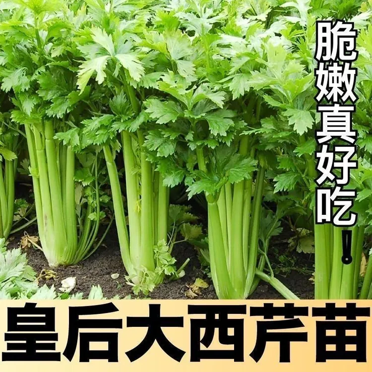芹菜苗四季香芹菜苗脆嫩耐寒高产易成活阳台盆栽西芹苗蔬菜种苗