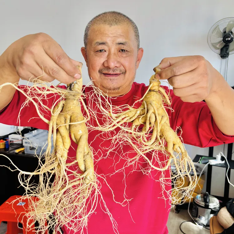 【书记推荐】 特大号二两长白山新鲜人参农家土特产