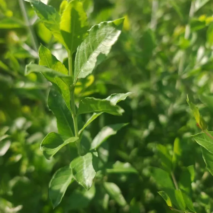 250克指甲叶、散沫花叶手甲叶海娜叶农家采摘