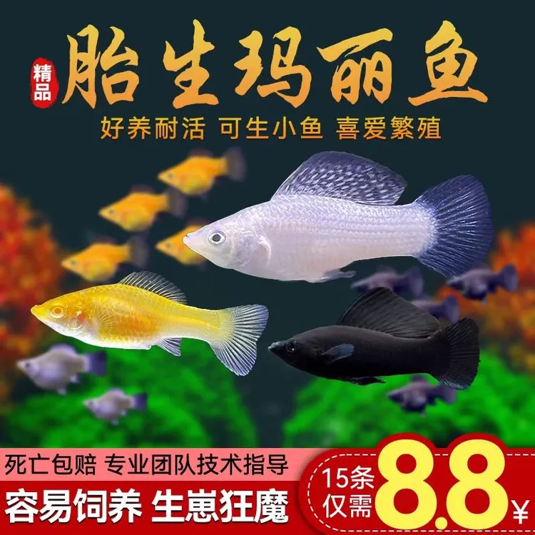 小型热带胎生淡水玛丽鱼活体观赏鱼适合新手饲养好养耐活