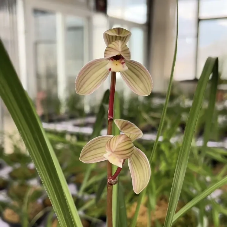 莲瓣兰神荷3苗连体云南原生老种花期带花顺丰包邮