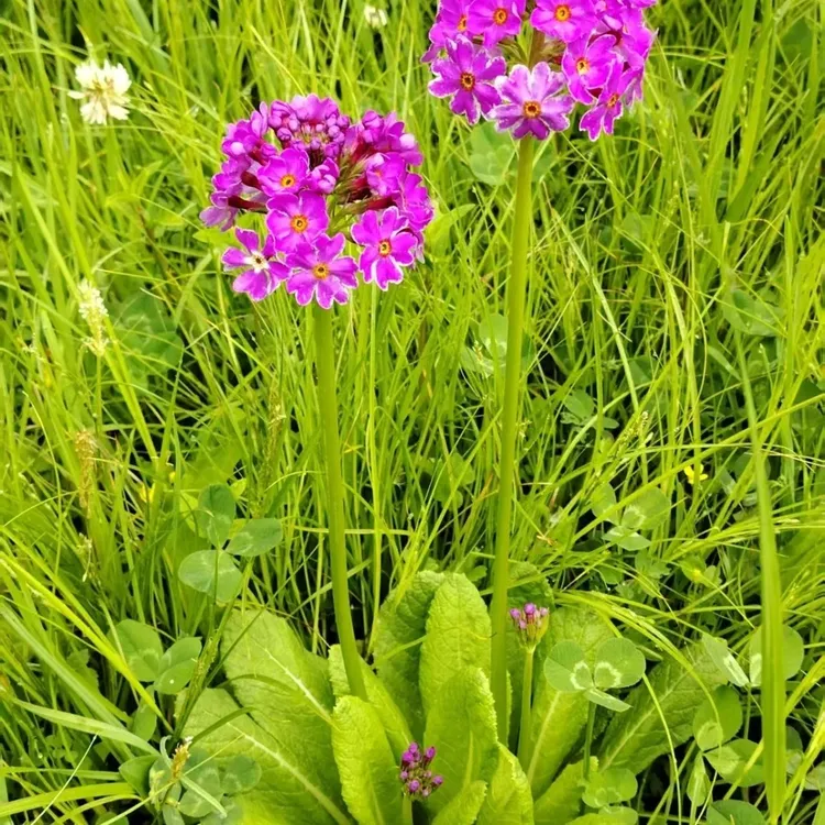 多年生报春花科樱草球花报春丁香淡紫色花卉