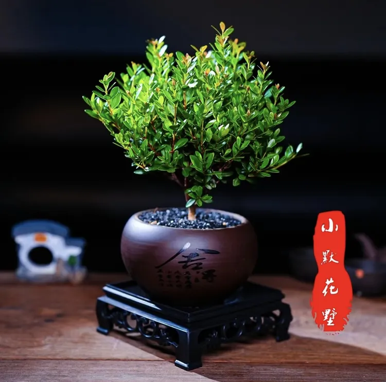 小叶赤楠老桩盆栽植物室内客厅中式禅意微盆景茶桌小摆件创意绿植