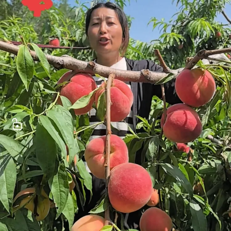 优系F1比平顶大突围早5天成熟   